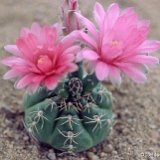 Gymnocalycium denudatum 'Jan Suba' ©JL.jpg